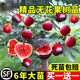 京厽德國品質無花果樹果苗特大果波姬紅青皮無花果樹盆栽當不支持退貨 店長5年苗2棵裝當年結果備注品種死苗包賠 70cm(含)-79cm(含)