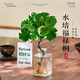 臨雅水培圓葉福祿桐錢(qián)多多盆栽花卉植物客廳室內桌面茶幾懶人水養綠植 福祿桐【鉆石四方盆】+吊牌