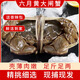 【活蟹】鮮活六月黃螃蟹大閘蟹小河蟹生鮮水產(chǎn)現(xiàn)貨 【0.9-1.1兩】 8只