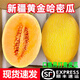 果燃彬彬 新疆正宗黃金哈密瓜整箱金色年華當季新鮮脆甜黃皮蜜瓜孕婦水果 黃金哈密瓜6-7斤 2顆 JD/順豐送上門(mén)