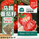 北蔬 馬蹄番茄種子種苗大西紅柿秋四季蔬菜種籽 北蔬馬蹄番茄種子30粒