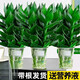 綠有意觀音竹富貴竹水培植物帶根花卉綠植綠蘿室內(nèi)盆栽轉(zhuǎn)運竹子水養(yǎng)好養(yǎng) 3盆】觀音竹3棵簡易杯+營養(yǎng)液