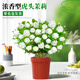 臨雅虎頭茉莉花盆栽老樁室內(nèi)花卉陽臺(tái)花苗綠植物好養(yǎng)原土盆源頭直發(fā)