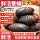柞蠶蛹鮮活發(fā)貨東北特產(chǎn) 新鮮繭蛹特級(jí)大蠶蛹黑蟬蛹活A(yù)級(jí)蠶蛹 1000g A級(jí)大黑蛹(90-100只左右）