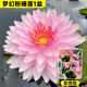 臨雅黑美人睡蓮水培植物帶花苞根塊魚缸水養(yǎng)荷花蓮花盆栽四季花卉開花 【夢幻粉】帶花原土睡蓮1盆