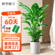 植男植女天堂鳥客廳辦公室內(nèi)好養(yǎng)落地大盆栽真綠植物吸甲醛凈空氣源頭直發(fā)