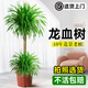 靜黛軒龍血樹(shù)客廳盆栽多頭龍須樹(shù)綠植龍鐵樹(shù)客廳旺宅大型千年木落地植物 【精選大型】雙層龍血樹(shù)1.5-1.6米+原盆