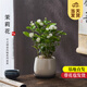 開(kāi)時(shí)果 茉莉花盆栽帶花苞 花卉植物桌面綠植好養盆景擺件源頭直發(fā)包郵 茉莉花+雪梨盆+紫砂盤(pán)