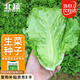 北蔬 生菜種子苗四季種生吃耐熱耐抽薹菜籽 速翠1號生菜種子約5000粒