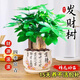 泰西絲三桿發(fā)財樹盆栽綠植擺件客廳辦公桌面+白色堅持陶瓷盆 源頭直發(fā)
