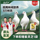 楊博士【三只鴿子】皖南林間散養(yǎng)農(nóng)家新鮮現(xiàn)殺營(yíng)養(yǎng)肉湯孕婦月子源頭直發(fā) 鴿子3只（凈重2.2斤）