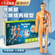 凌云鶴人體結(jié)構(gòu)模型兒童玩具器官模型可拆卸骨骼模型骨架醫(yī)學醫(yī)用 半透明款-人體模型 【可視化，可拼裝】