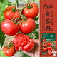 壽禾番茄種子苗大紅果西紅柿蔬菜種籽 濰育紅冠1號大紅番茄種子80粒