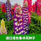魯冰花種子四季易種庭院園林景觀(guān)花海種植花苗盆栽種籽羽扇豆花種 進(jìn)口魯冰花混色【200粒+肥料】