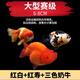 瘋狂水草蘭壽金魚(yú)冷水觀賞魚(yú)苗金魚(yú)活魚(yú)淡水好養(yǎng)耐活小金魚(yú)奶牛招財(cái)寵物魚(yú) 【精品6-8cm】紅白+紅壽+三色