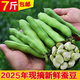辰實【現(xiàn)摘】蠶豆新鮮 現(xiàn)摘帶殼胡豆 蠶豆米羅漢豆蘭花豆農(nóng)家蔬菜 7斤（量多）