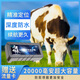 尋蹤者牛羊定位器4G動(dòng)物山區放牧防丟防水北斗衛星追蹤神器精準遠程遙控 牛羊4G加強版2W+精準定位首年版