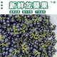 新鮮龍葵果野生順豐包郵清甜黑天天黑悠悠黑呦呦黑星星端端水果 1斤新鮮龍葵好漿果【順豐特快】