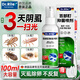 DR.RILEY百部酊虱子藥兒童頭虱去除頭發(fā)虱卵陰部男女私處專(zhuān)用立凈抑菌噴劑