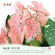 虹越（HONGYUE） 高端綠植彩葉芋盆栽 多品可選室內陽(yáng)臺客廳裝飾觀(guān)葉植物 【CN彩葉芋】“粉色飛濺” 1加侖盆栽（日?？睿? title=