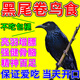 黑尾卷鳥(niǎo)食開(kāi)口鳥(niǎo)飼料灰燕伯勞提性壯膘靚羽幼鳥(niǎo)高歌混合營(yíng)養(yǎng)鳥(niǎo)糧 一小罐【365ml】體驗(yàn)裝