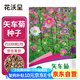 花沃里矢車菊花種子約1000粒 花卉種子家庭盆栽陽(yáng)臺(tái)辦公庭院盆栽草籽