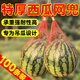 蒲戀西瓜網(wǎng)兜網(wǎng)袋吊瓜網(wǎng)水果網(wǎng)兜瓜網(wǎng)套密瓜香瓜水果吊兜套袋尼龍網(wǎng) 【45cm加厚款帶繩子】100條