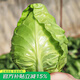 壽禾 包菜種子甘藍綠種籽秋冬季播種菜籽蔬菜種孑 牛心甘藍種子100粒