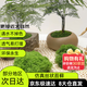 雙盟仿真苔蘚絲狀青苔人造草坪草皮植被綠植墻微景觀盆栽布置鋪面裝飾