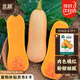 北蔬 南瓜種子種苗甜糯板栗紅心四季盆栽蔬菜種籽 奶油南瓜種子20粒