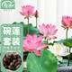 壽禾 碗蓮種子已開口水培魚缸裝飾好養(yǎng)四季開花 碗蓮2包20粒(10粒/包)