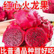 火龍果紅心新鮮水果5斤當季金都一號紅肉蜜燕窩寶麒麟果現(xiàn)摘整箱 帶箱3斤 單果150-250g