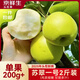 京鮮生蘇翠一號 凈重2斤 單果200g+ 應(yīng)季鮮梨  新鮮水果 源頭直發(fā)包郵