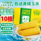十月稻田黃糯玉米4.4斤(220g*10根) 含纖維粗糧 低脂早餐 雜糧禮盒 東北