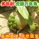 多年生虎眼萬年青盆栽種球綠植海蔥東北旱三奇長白山中草藥可食用 虎眼萬年青七年生2棵 裸根不帶土不帶葉發(fā)貨
