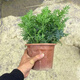蕓香草臭草植物賊仔草盆栽室外陽(yáng)臺菜園四季花苗臭艾驅蚊驅蛇食用 蕓香草中顆 不帶盆
