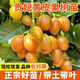 瑯闕貴妃黃皮果樹(shù)苗盆栽南北方種植庭院地栽當年結果80-100cm源頭直發(fā)