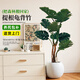 臨雅提根龜背竹綠植盆栽室內客廳桌面大型凈化空氣懶人好養活高級植物 提根龜背竹70-90cm+印象圓球盆
