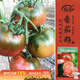 壽禾 草莓番茄種子苗綠肩西紅柿蔬菜種籽 濰豐貝雷塔草莓番茄種子25粒