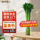 植男植女文昌竹/龍竹富貴竹水培帶根植物綠植室內(nèi)好養(yǎng)盆栽5/60cm源頭直發(fā) 