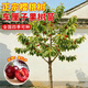 瑯闕特大櫻桃果樹(shù)苗車(chē)厘子水果樹(shù)南北方地栽黑珍珠3公分粗源頭直發(fā)