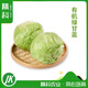 精科優(yōu)鮮有機(jī)綠甘藍(lán)圓白菜新鮮蔬菜配送認(rèn)證大頭菜卷心菜蔬菜可生食用沙拉 3斤
