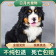 純種伯恩山犬幼崽活體寵物狗大腳板踢踢腿短毛熊版溫順好養(yǎng)不掉毛 血統(tǒng)級 公