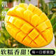 廣西百色金煌芒果新鮮水果源頭直發(fā) 凱特芒凈重4.5斤單果300g+