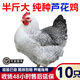 二斤重白蘆花雞活苗批發(fā)正宗半大汶上蘆花雞脫溫苗土雞苗小雞活苗 4-5兩白蘆花雞苗  10只【3公7母】