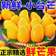 海南應(yīng)季芒果小臺芒果新鮮現(xiàn)摘產(chǎn)地直發(fā)當(dāng)季熱帶大果爆甜多汁包郵 9斤大果
