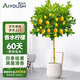 愛優(yōu)尚香水檸檬樹盆栽綠植大型室內(nèi)客廳植物吸甲醛陽臺四季好養(yǎng)源頭直發(fā)