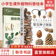 植物科普系列圖書(shū) 世界上不可思議的果實(shí)種子圖鑒  植物觀(guān)察筆記  影響世界的中國植物 如何觀(guān)察身邊的花 有趣的植物解剖圖鑒 等書(shū)籍 自選 植物觀(guān)察筆記+世界上不可思議的果實(shí)種子圖鑒