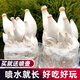 大禹蘑菇種植包玉米平菇芯菌包家庭種植香菇菌菇種子可食用菌種包菌棒  杏鮑菇種子菌包2 個(gè)約4斤