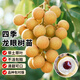 瑯闕四季龍眼果樹(shù)苗桂圓苗庭院盆栽南北方四季種植60-80cm源頭直發(fā)